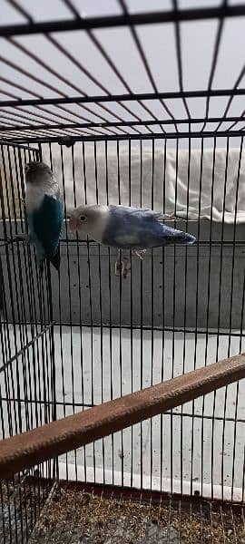 love bird with Cage 2