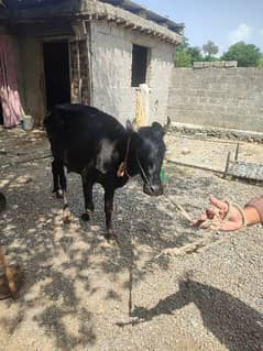 Cow for sale