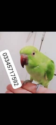 03345717592 Green ringneck parrot handtame