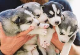 Siberian Husky Puppies 0