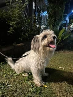 shih tzu dog male