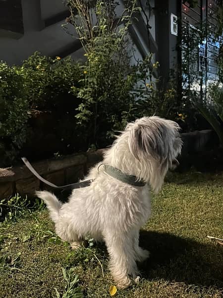 shih tzu dog male 1