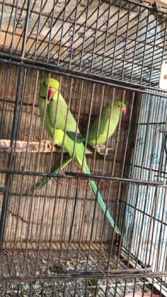 Ringneck breeder pair