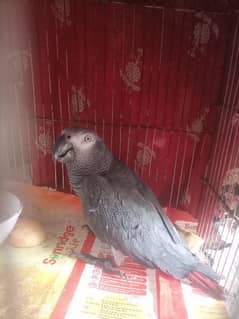 African grey parrot chicks contact me WhatsApp number 03318845521