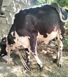 cow(calf)female 1 year weight above 3 live