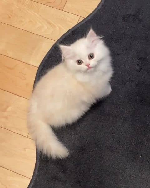 Persian Cats For Sale 12