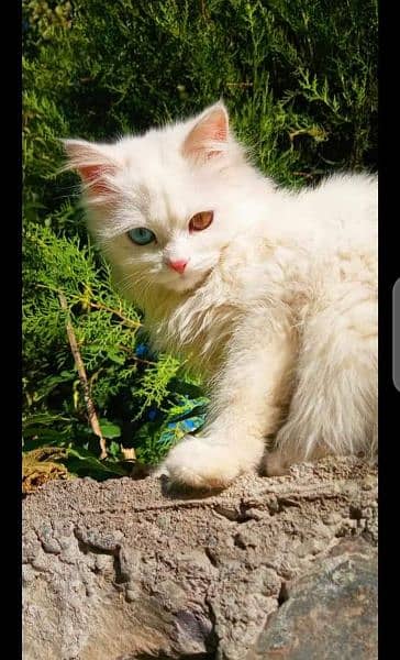 Persian Cats For Sale 13