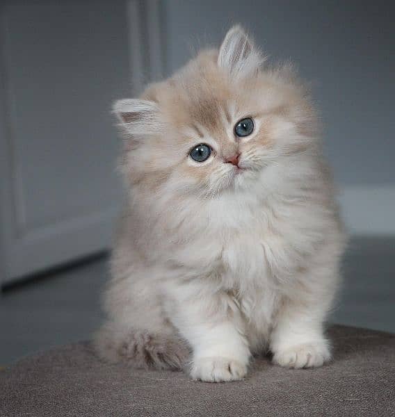 Persian Cats For Sale 18