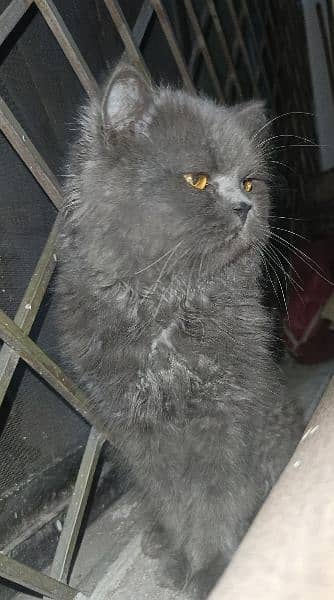 Grey Persian Cat 2