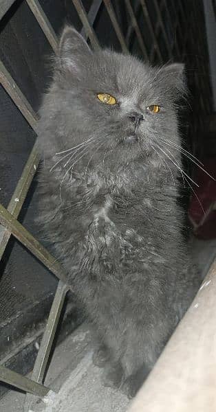 Grey Persian Cat 4