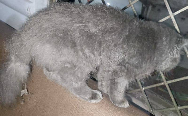 Grey Persian Cat 6