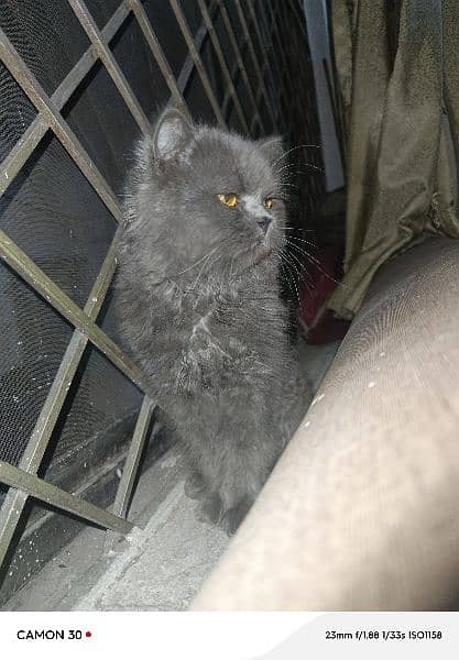 Grey Persian Cat 1