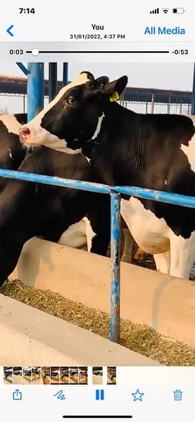 Australian and Amarican cows heifers and Buffalo 3