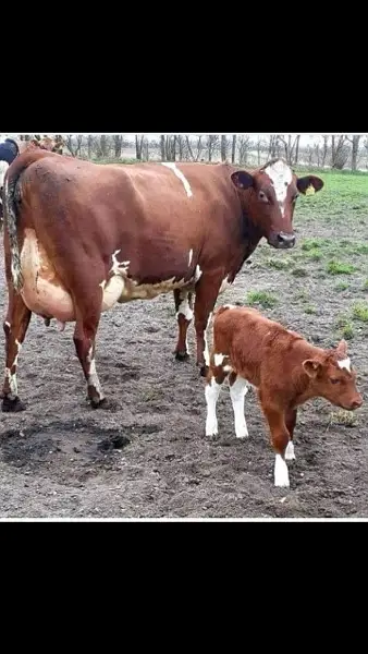 Australian and Amarican cows heifers and Buffalo — photo 10