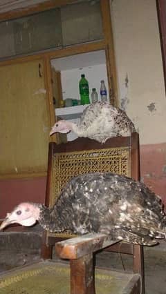 Turkeys pair for sale.