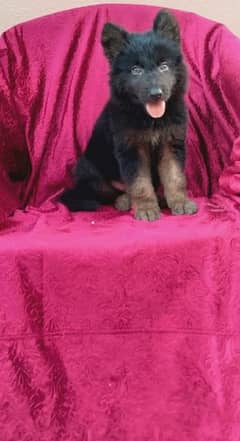 German Shepherd Male pup proper Long hair