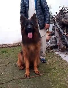 high quality German shepherd lsh male pup