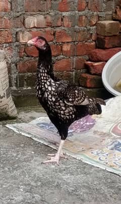 aseel hen for urgent sale