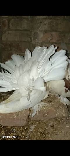 American breeder pair for sale location sahiwal