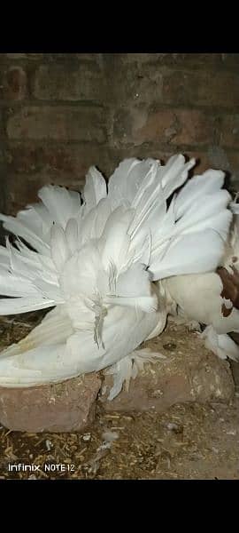 American breeder pair for sale location sahiwal 0