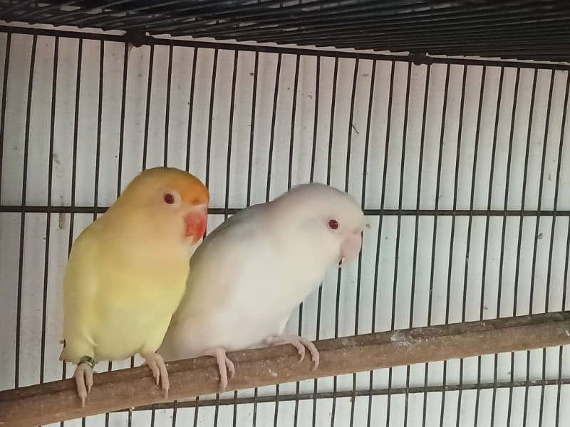 love birds cirmno to albino 0