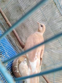 breeding khumry pair