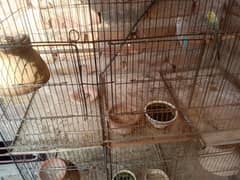 Parrot cage