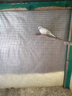 Pied Dove Male 0