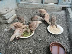 irani teetar/Dakhni Teetar/irani birds/teetar chicks/breder teetar