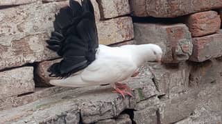 breeder Black tail pigeon pair