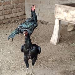 quality aseel chicks or murgy for sale Whatsapp nmbr 03013964966