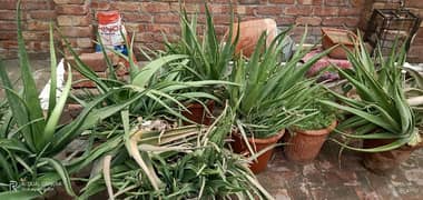 Aloe Vera plants for Sale