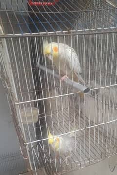 cocktail parrot for sale full barider pair 03230436004