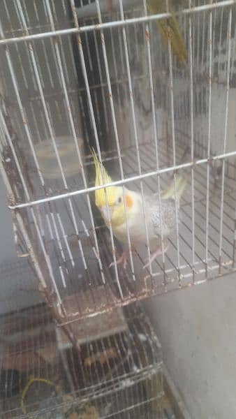 cocktail parrot for sale full barider pair 03230436004 1