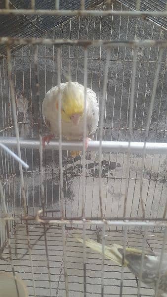 cocktail parrot for sale full barider pair 03230436004 2