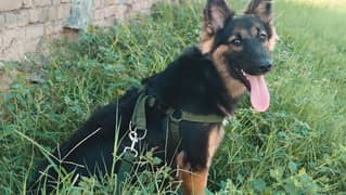 GSD FEMALE LONG COAT