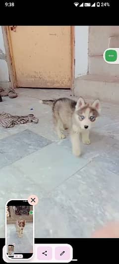 Siberian husky dog puppies