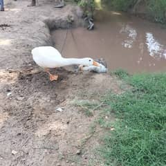 White and tall pet Ducks for Sale