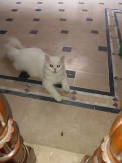 Persian cat for sale