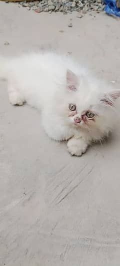 urgent sale Persian cat & kitten for urgent sale