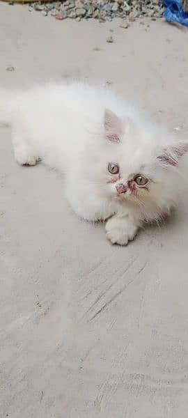 Persian cat & kitten for urgent sale 0