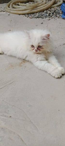 Persian cat & kitten for urgent sale 1