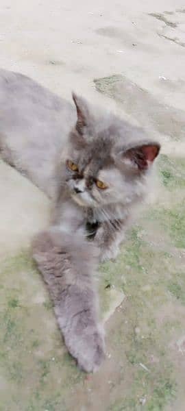 Persian cat & kitten for urgent sale 3