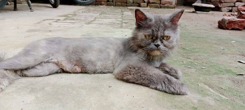 Persian cat & kitten for urgent sale 4