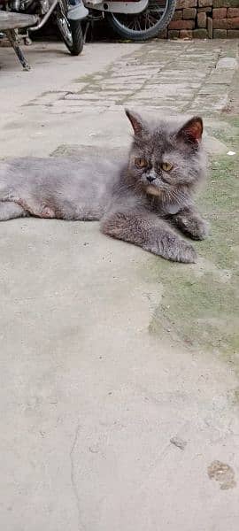 Persian cat & kitten for urgent sale 5