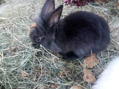 English angora rabbit Male 03334634173 0