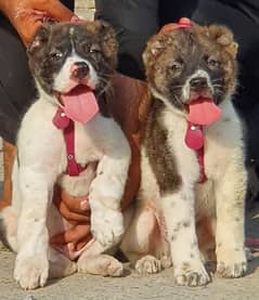 King Alabai pair pure breed security dog 2months for sale