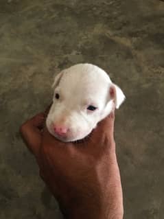 Gulteir female puppy for sale age 1 month