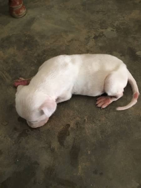 Gulteir female puppy for sale age 1 month 2