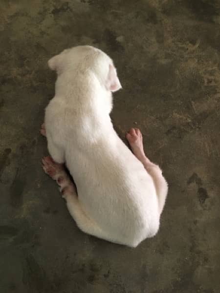 Gulteir female puppy for sale age 1 month 3